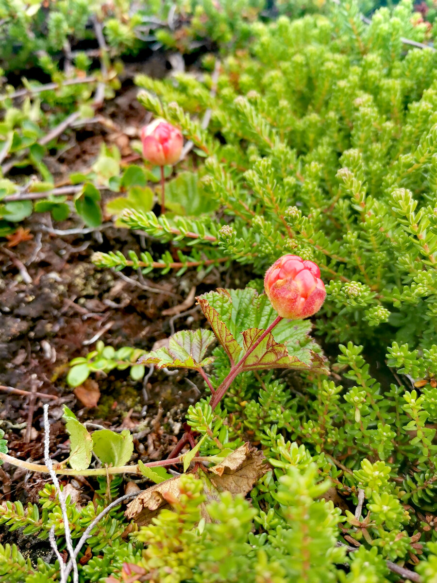Так неожиданно встречаешь рассказ, который пробуждает в тебе самые тёплые и самые добрые воспоминания о чудесных местах твоей Родины... 🌞🙌🏻И очень красивая ягода Морошка, которую не спутаешь с другой... https://youtu.be/zq3kAOUvf9I