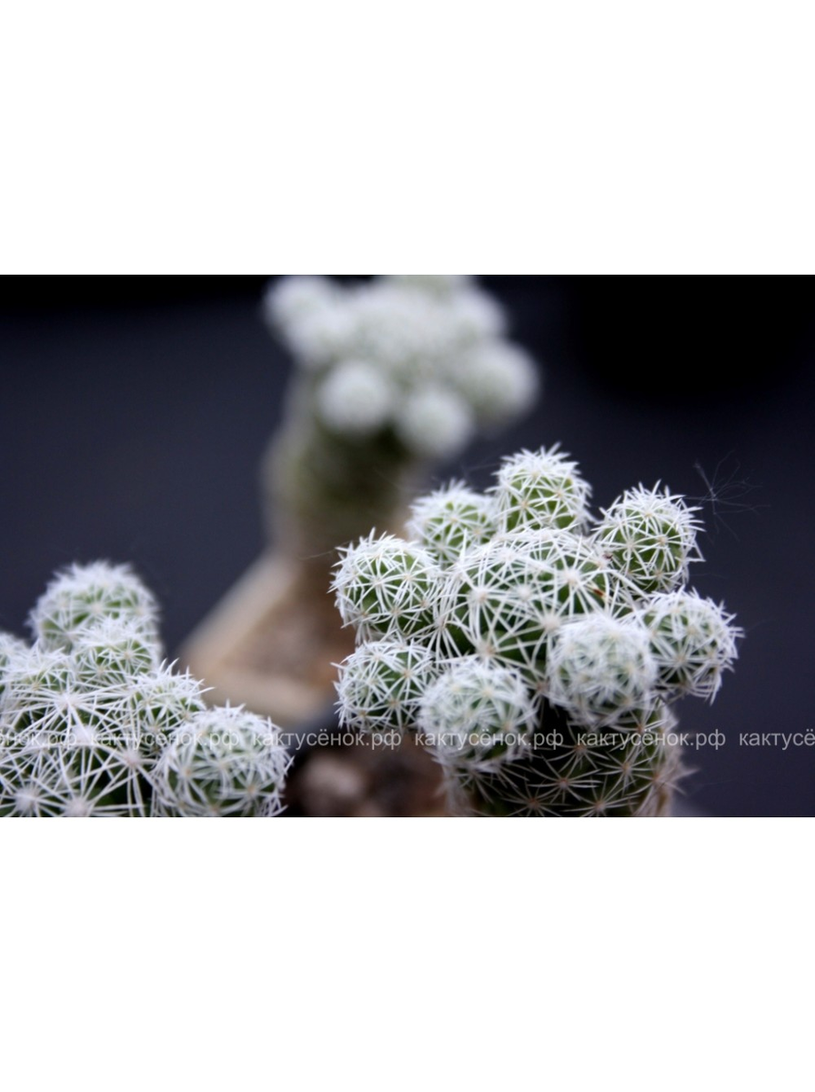 МАММИЛЛЯРИЯ СТРОЙНАЯ (MAMMILLARIA GRACILIS, МАММИЛЯРИЯ ГРАЦИЛИС). фото из питомника Кактусёно.РФ