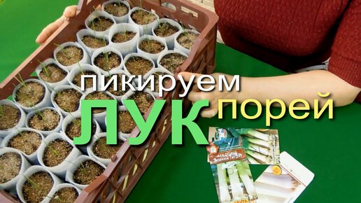 Чтобы у ЛУКА ПОРЕЯ была КРЕПКАЯ и УТОЛЩЕННАЯ НОГА пикируем его в отдельные стаканчики!