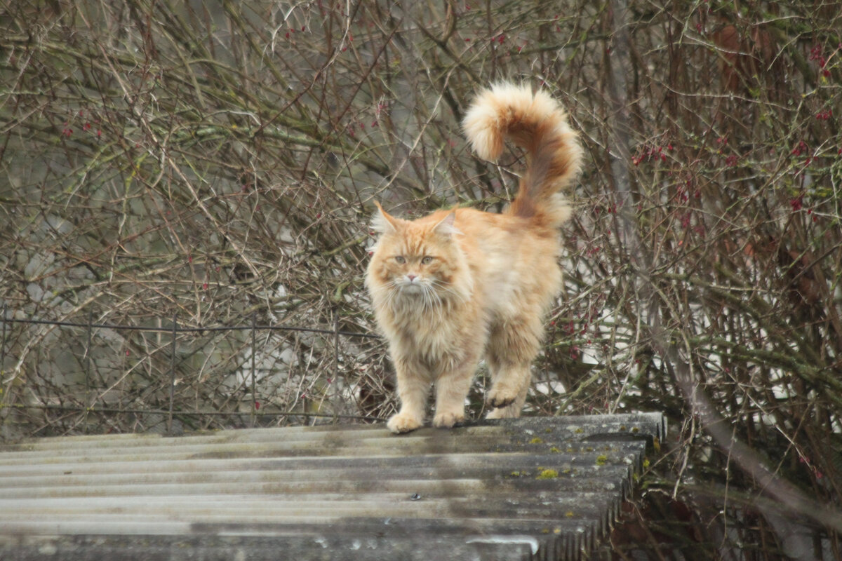 🐱 Почему это мой кот так странно на меня смотрит? Оказалось, что он и не  мой вовсе | Коты&Люди | Дзен