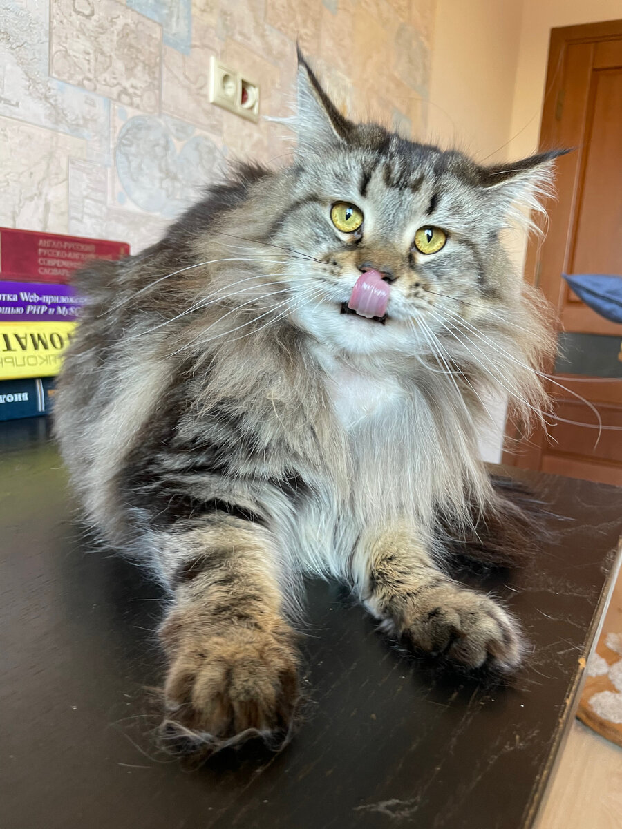 С Петрой все в порядке. Фото из архива питомника LEOLAND