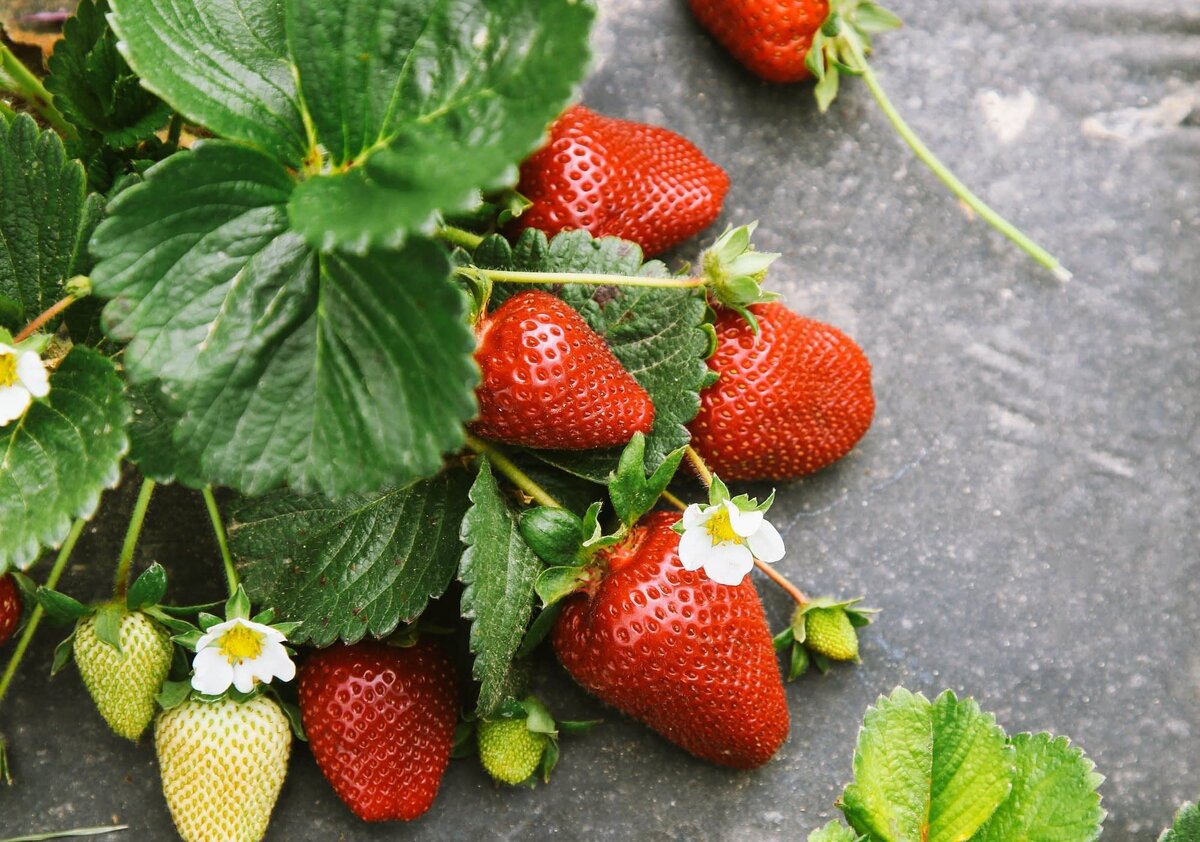 Первый урожай клубники. Фото из открытого источника  flora-world.ru