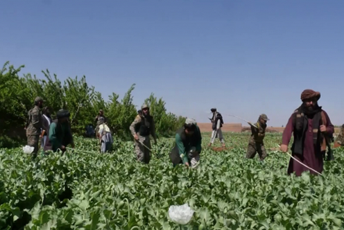 Талибы уничтожают посевы опийного мака. Фото с сайта TOLOnews