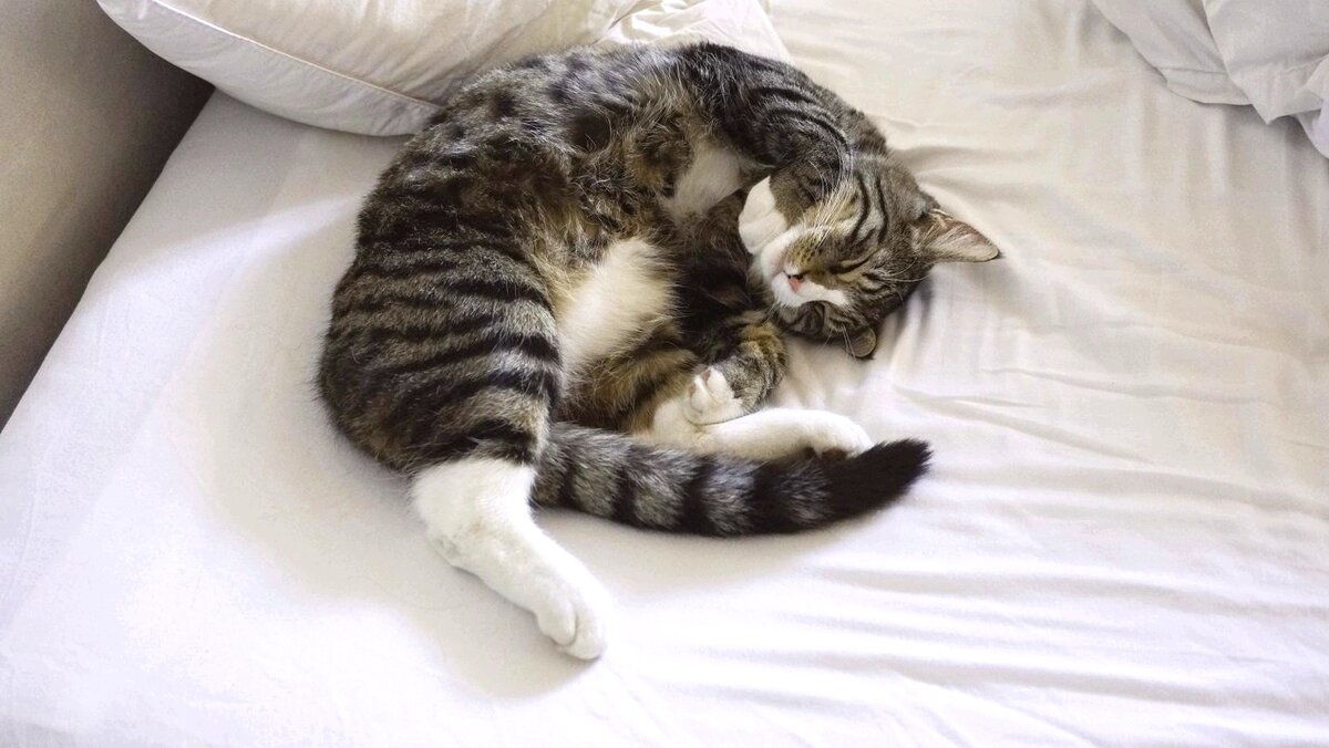 Как приучить кошку спать по ночам... в своей кровати | КОТОПЁС | Дзен