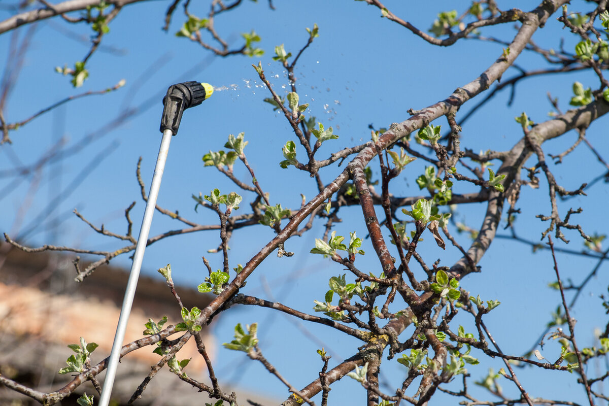    Для защиты плодовых от самых разных вредителей нужны эффективные обработки