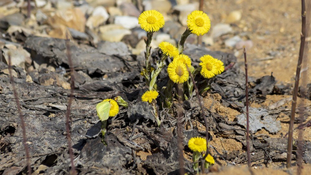 2. Жёлтенькие © NickFW.ru — 03.04.2023г.