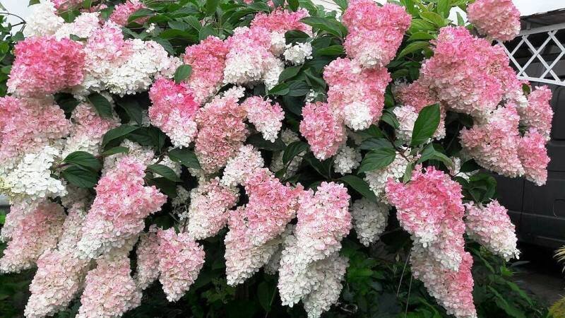 Фото из Интернета