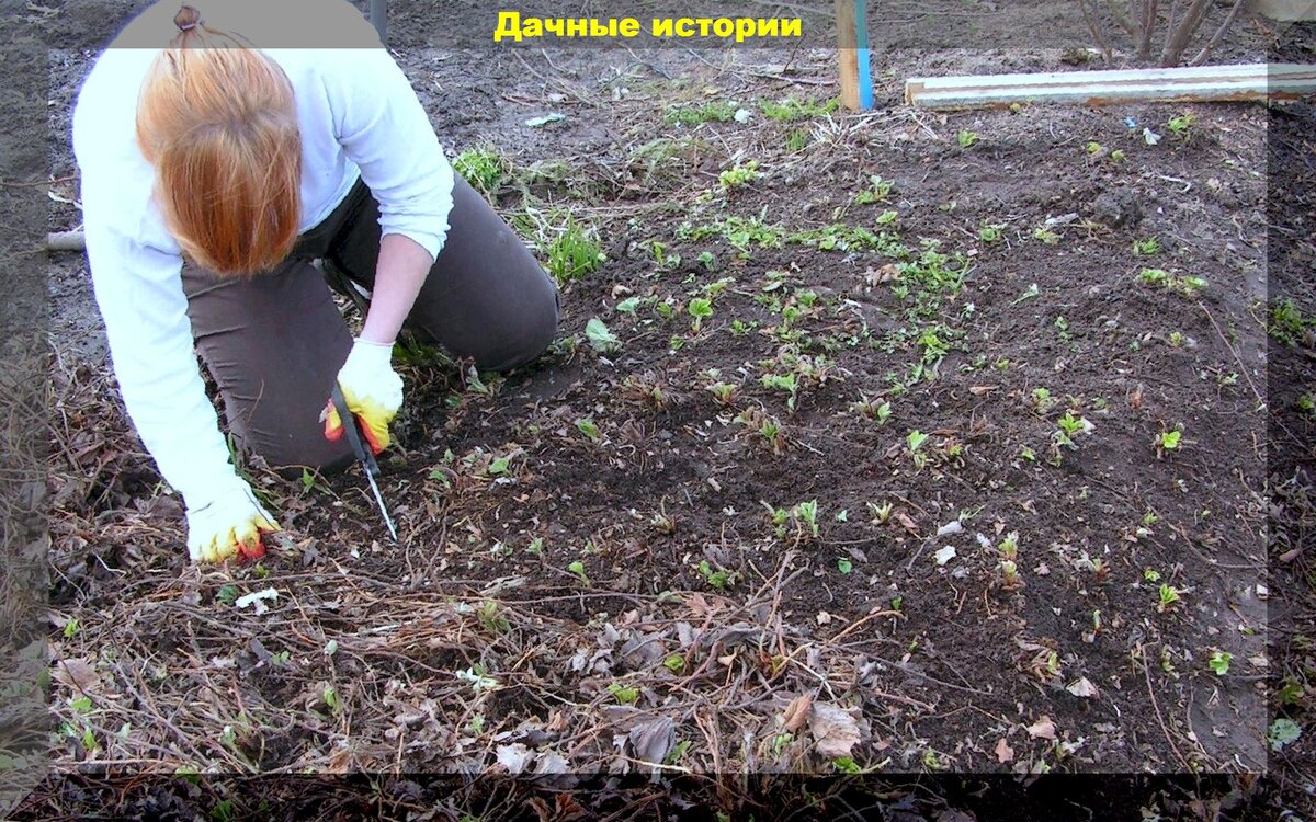 Подкормка огурцов дрожжами в теплице из поликарбоната