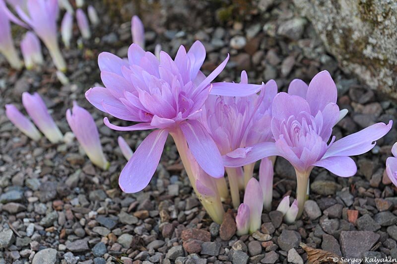 Безвременник осенний Water Lily