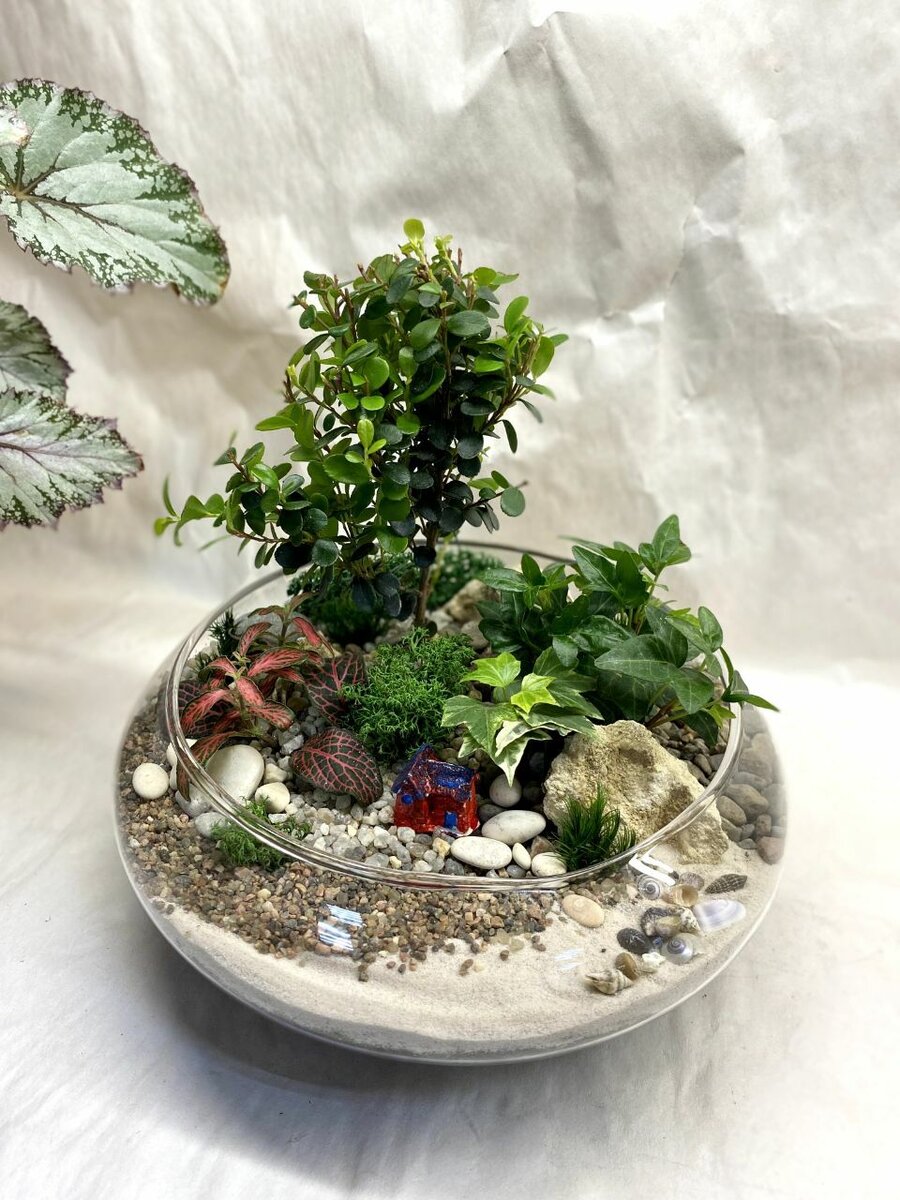 Миниатюра Бонсай