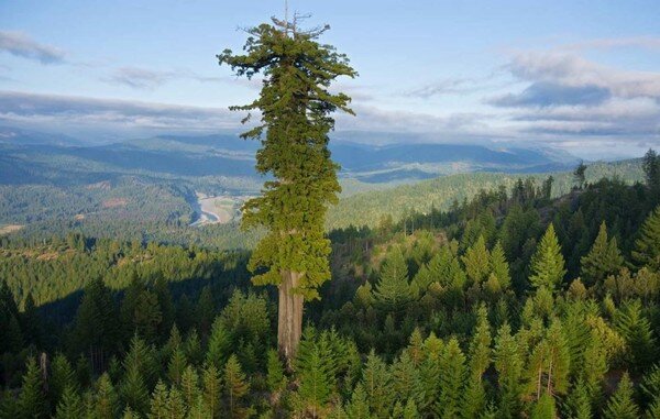 Секвойя по имени Гиперон/ ©derevo-s.ru