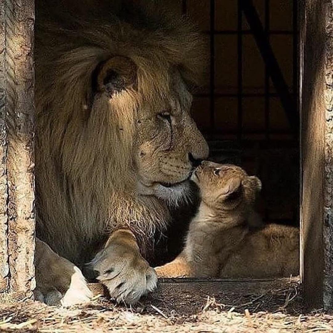 Кот лев фото