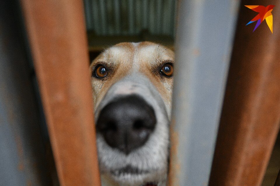    Персонал и волонтеров приюта проинформировали о необходимости усиления контроля за состоянием каждого животного во время обострения инфекционных заболеваний. Алексей БУЛАТОВ