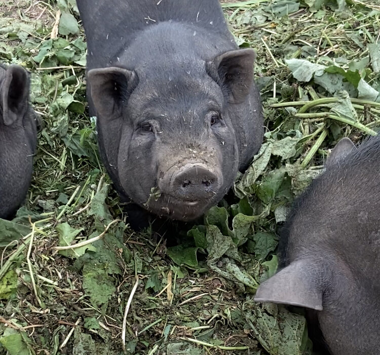 Наши вьетнамские свиньи