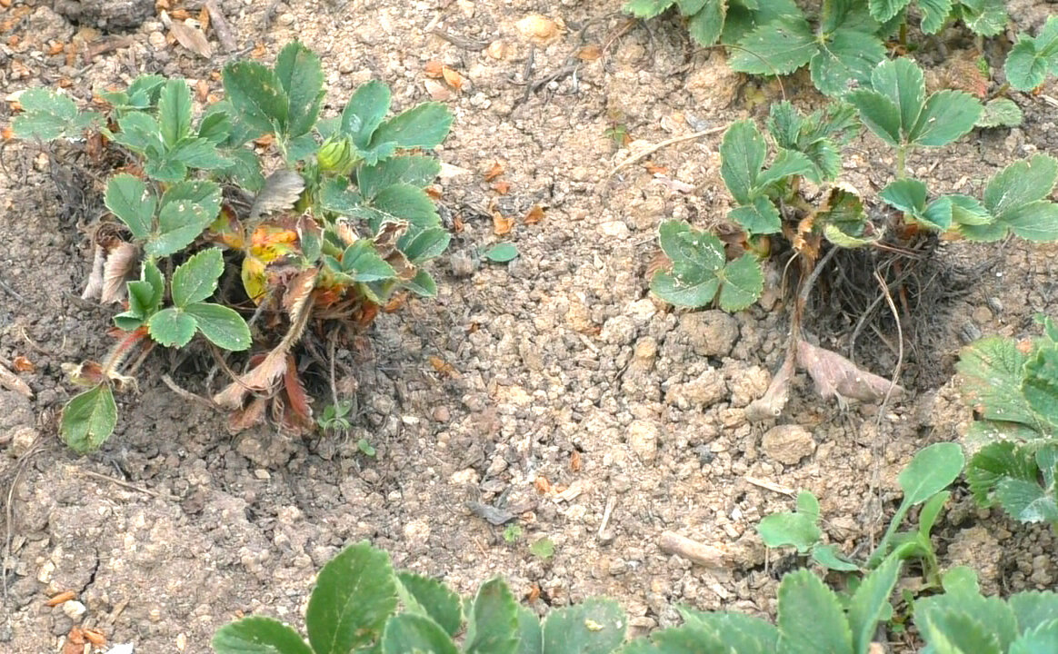    Если вы видите, что растения угнетены, то и урожай вас не порадует