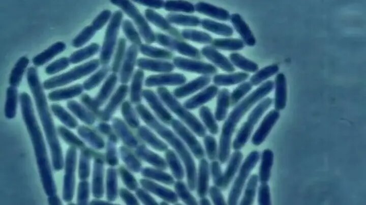 Скорость деления бактерий.