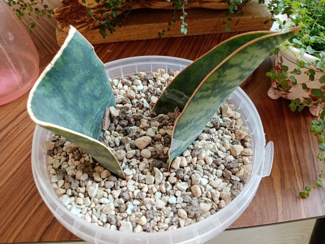 Посмотрим, что там внутри? Фото автора