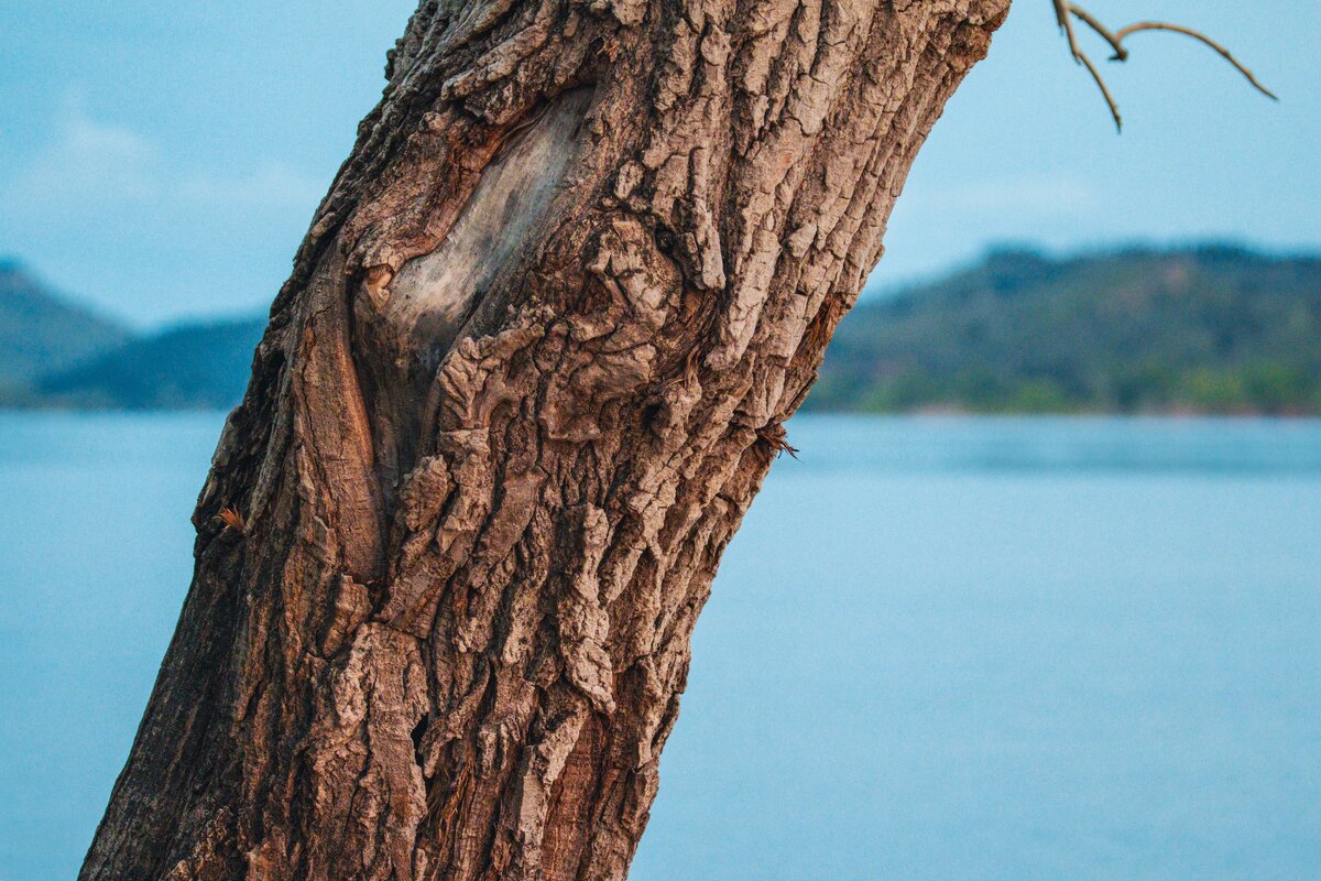 Картинка с бесплатного фотостока https://unsplash.com, автор Ivan Evans