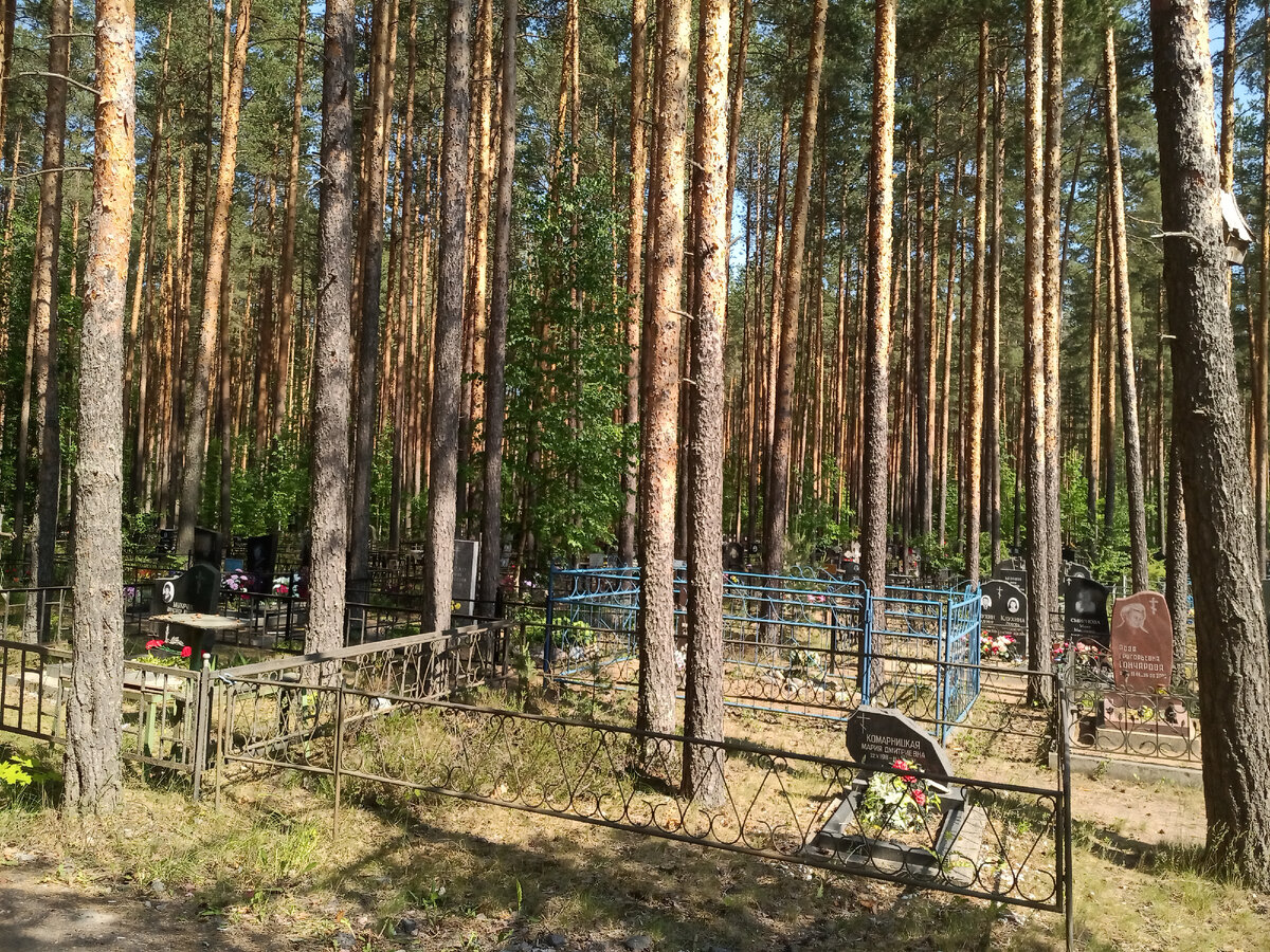 Кладбище в красивом сосновом лесу...