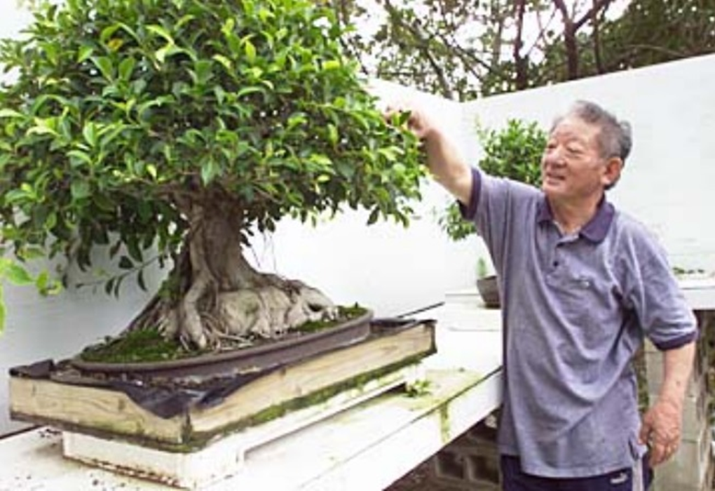 Уолтер Льюс (Walter Lew) в своем саду бонсай. 
Источник: https://www.hawaiibonsai.org/BonsaiEnlightenment.pdf
