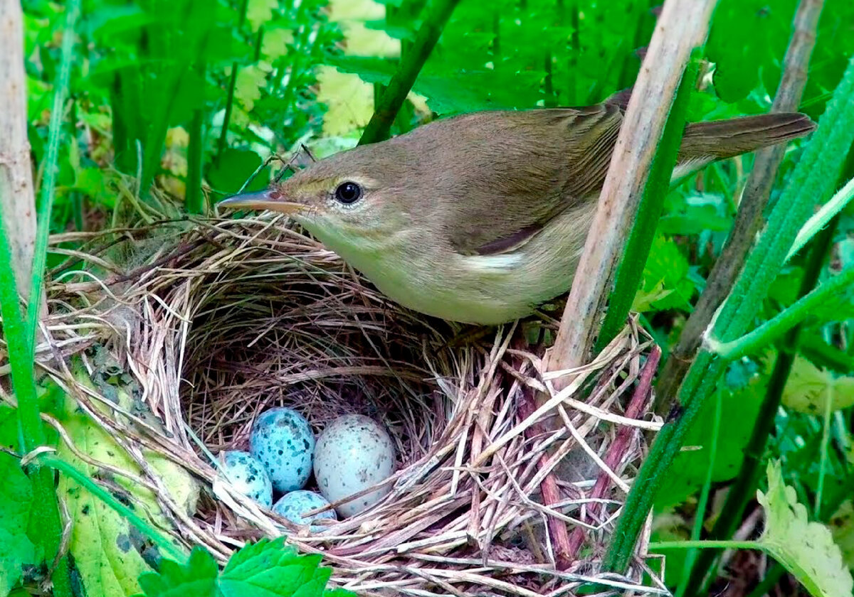 Гнездо для птиц своими руками: 15 интересных идей | Живу за городом