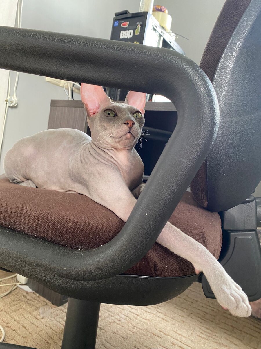 И чё, у меня сейчас шуба вырастет 🙄🤨