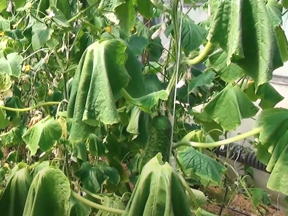 Фото с сайта prostayaferma.ru