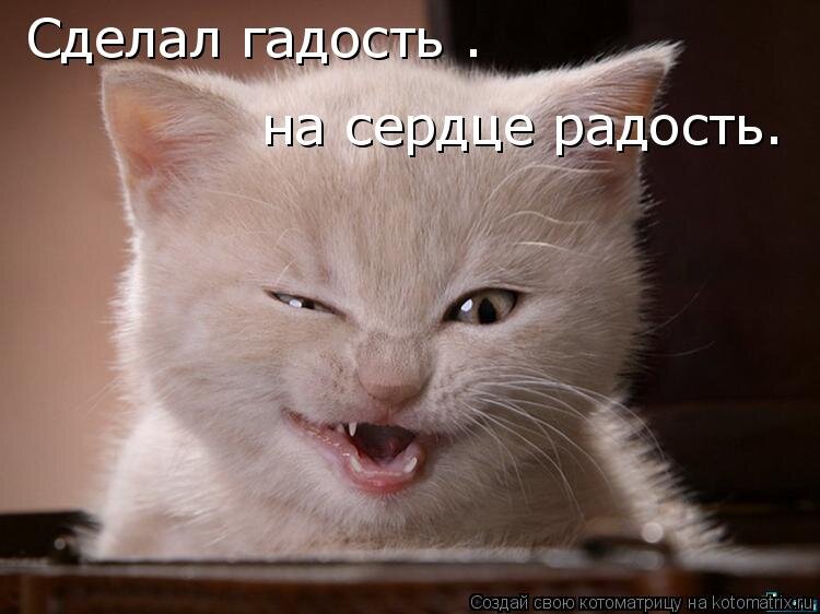 и такие котики бывают тоже :)