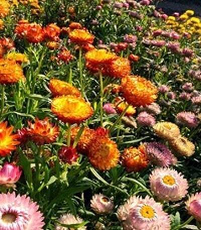 гелихризум