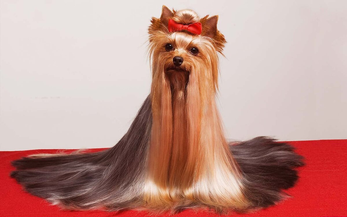 картинка из свободного доступа