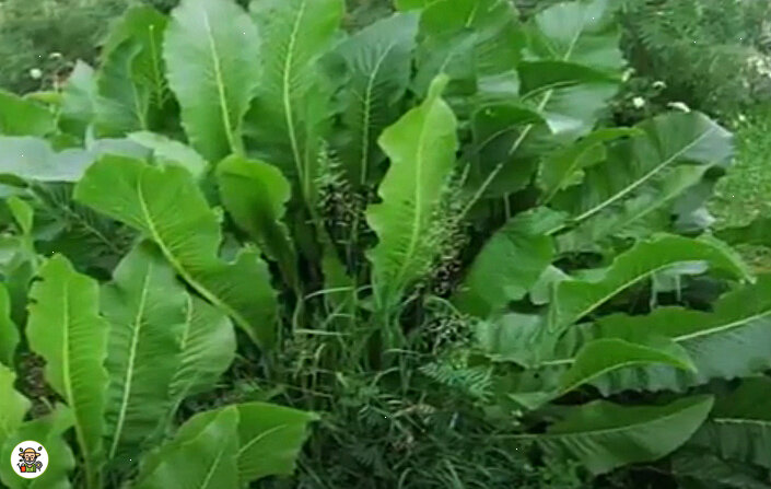 Хрен на участке