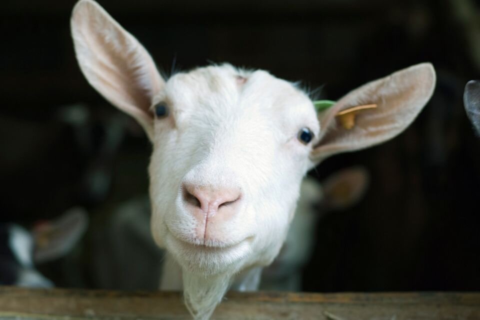 Фото: https://www.huffpost.com/entry/disorderly-goat-paramus-new-jersey_n_7010400