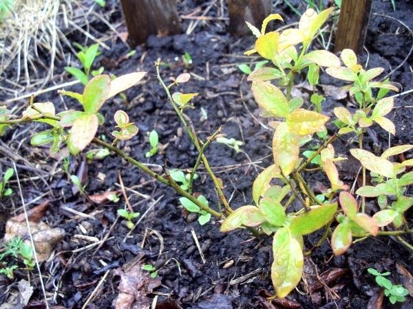 
Высота болотной голубики редко превышает 30-40 см. Фото автора
