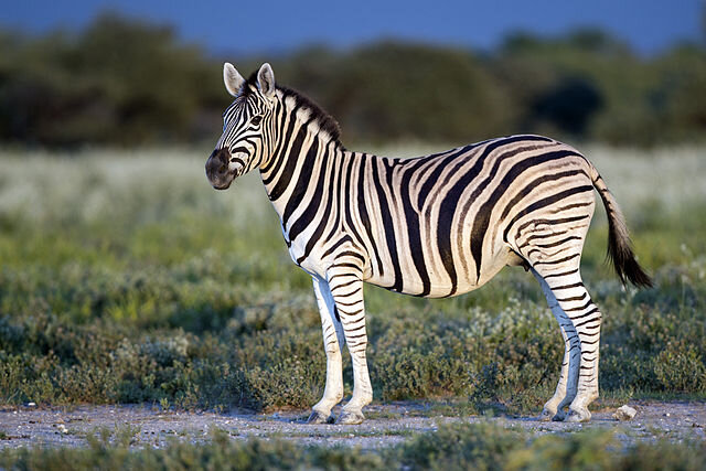 какого цвета зебра на самом деле