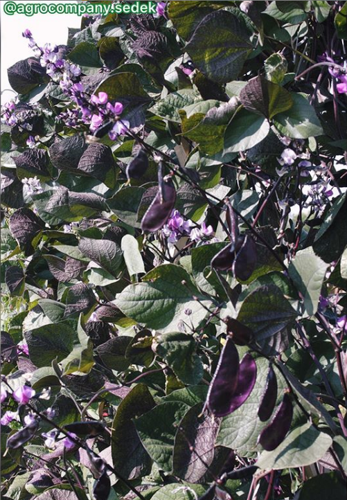 Гиацинтовые бобы на сортоиспытательном участке СеДеК