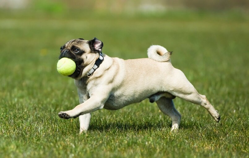 Хороший летний день, Картмен радуется теннисному мячу.