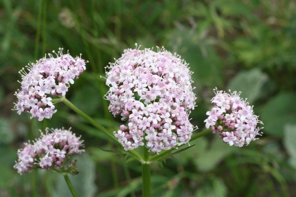 Валериана фото растения. Valeriana officinalis l.. Валериана двудомная. Валериана лекарственная (Valeriana officinalis). Валериана лекарственная соцветие.