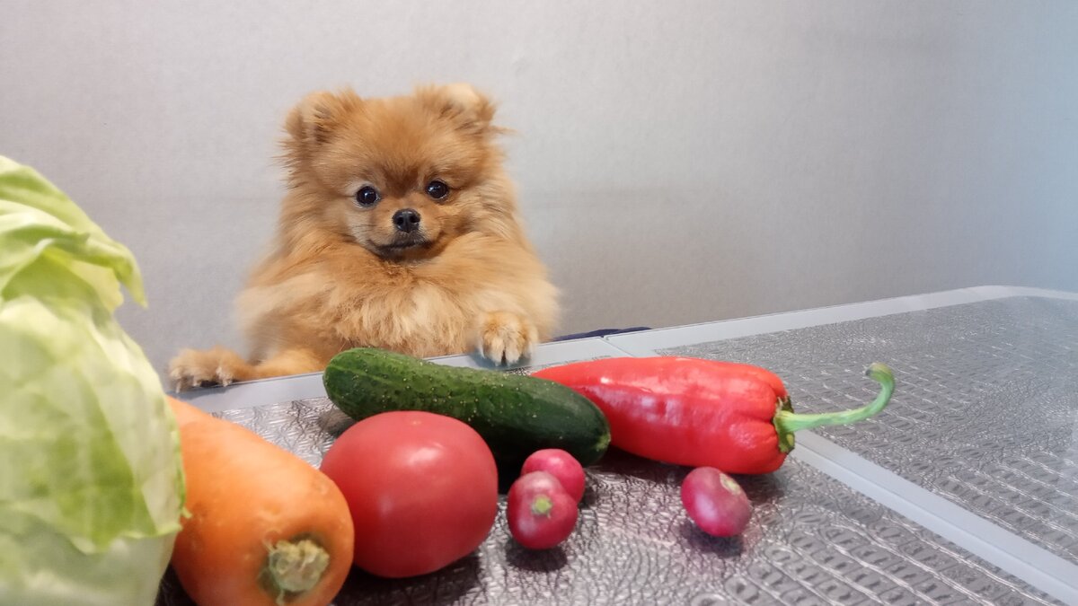 Можно ли давать собаке морковь, капусту, картофель, огурец...