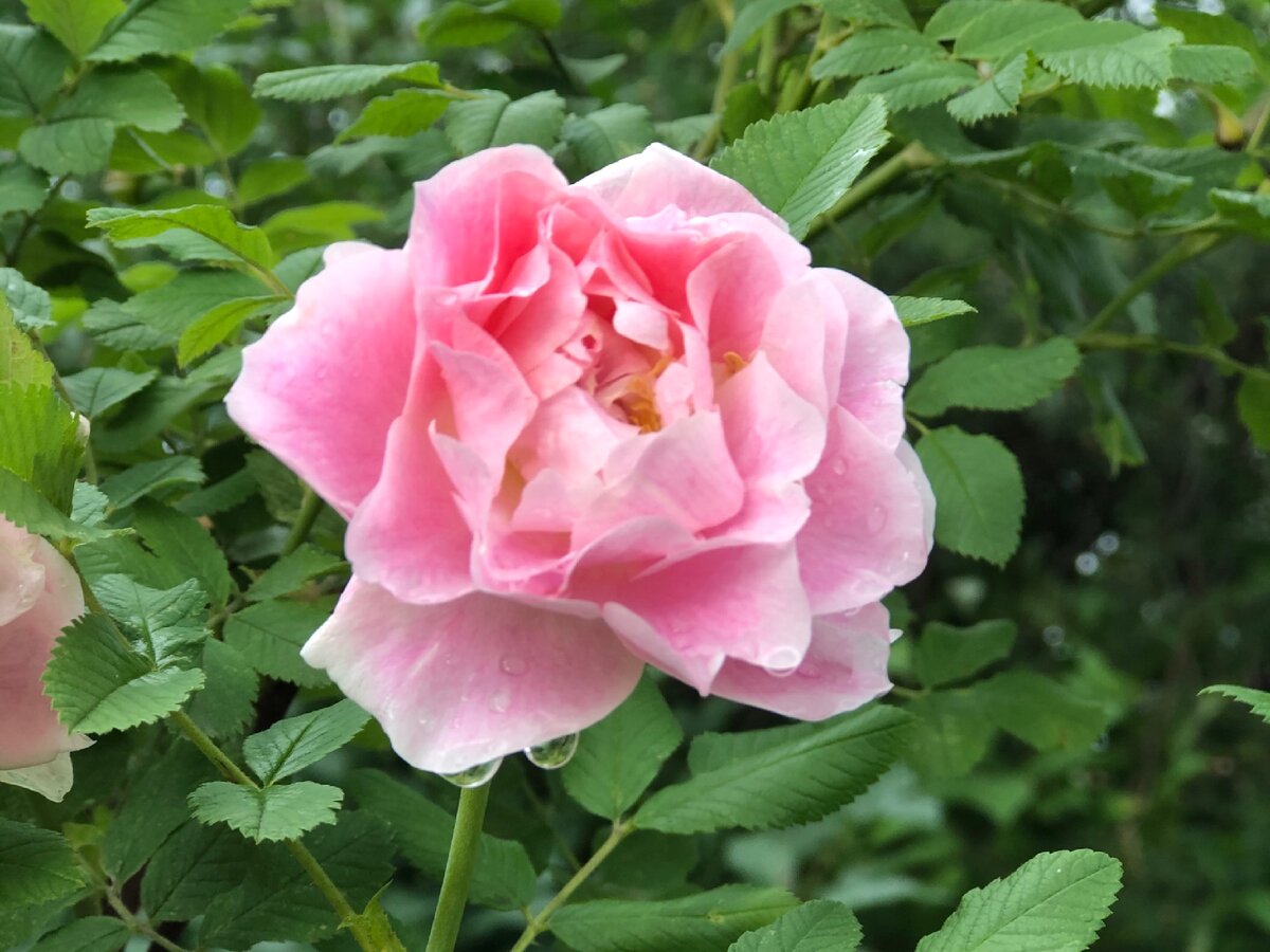 Подписывайтесь на канал, ставьте лайк. Спасибо❤️