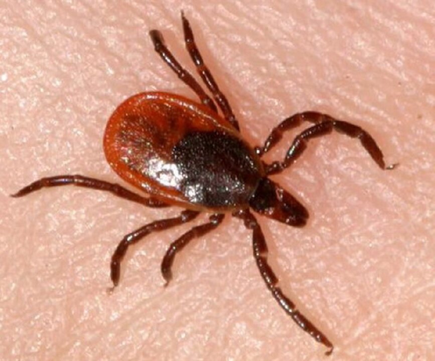 Фото взято из открытых источников