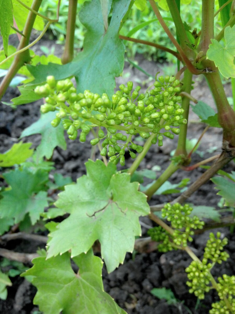 Юбилей Новочеркасска. 30 июня 2017-й год