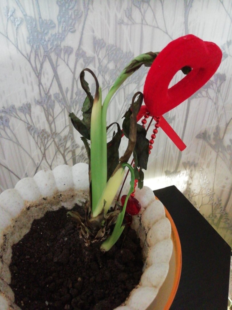 Почему чернеют, сохнут или желтеют листья спатифиллума, и как помочь растению