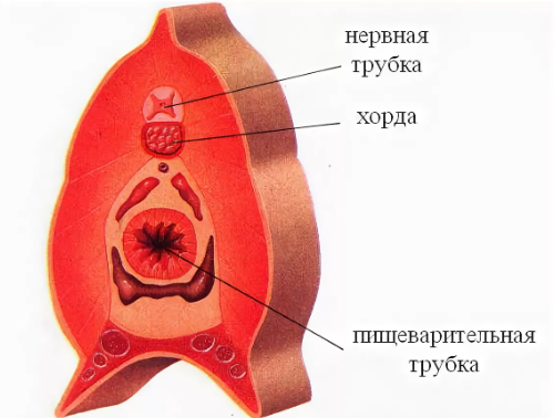 Схематичный срез типичного хордового 