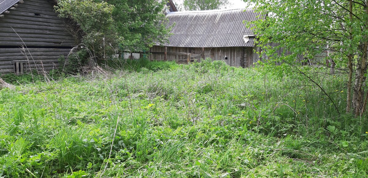 Заросли борщевика, иванчая и кустарника на задворках деревни