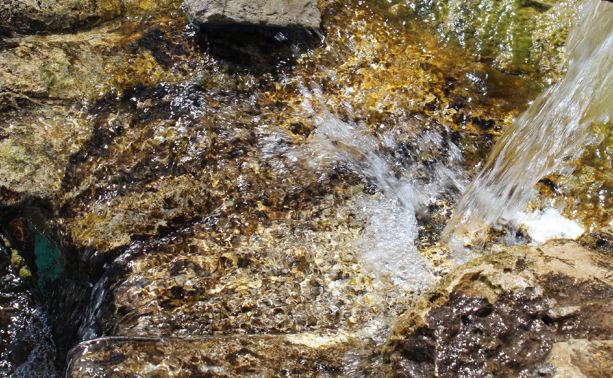 И кутема, и кэркэ любят чистые водоемы. Фото: мое