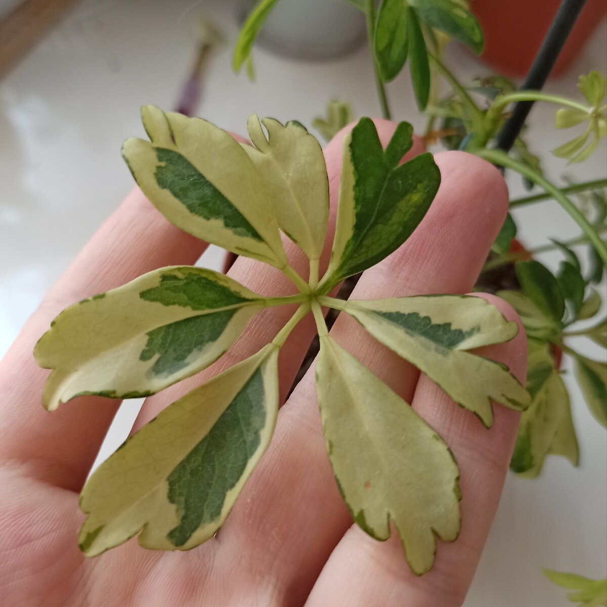 Шеффлера через месяц