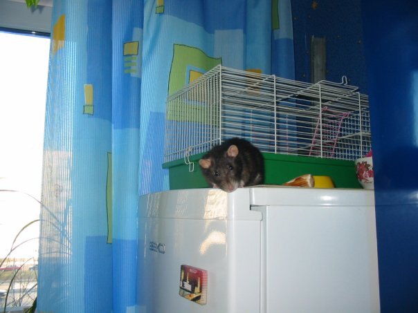 Центик жил на холодильнике, оттуда было очень удобно запрыгивать на плечи. фото из личного архива. Листаем)