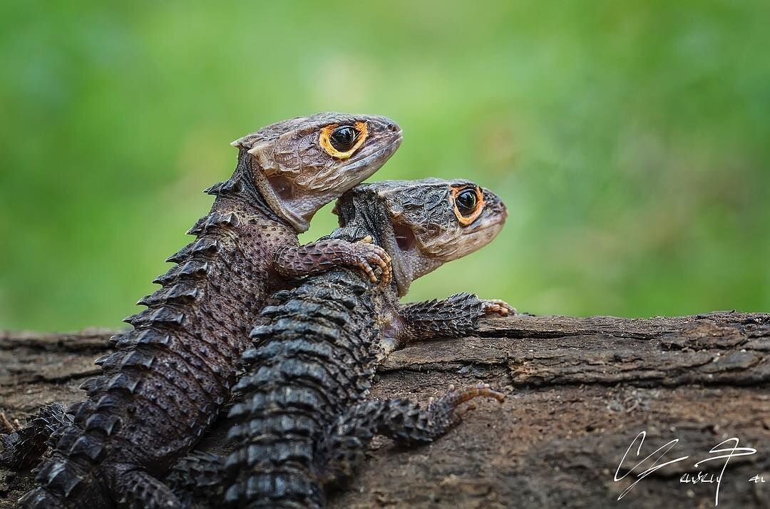 Фото Tanto Yensen Info: Animals.net