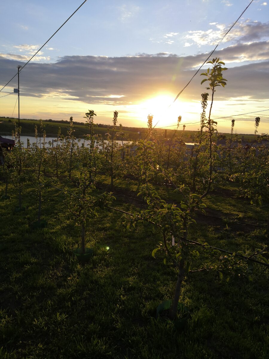 Яблоневый сад 