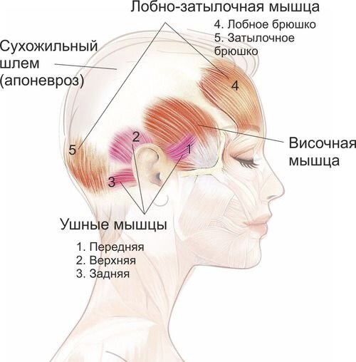 КАК ДЕЛАТЬ МАССАЖ ЛИЦА В ДОМАШНИХ УСЛОВИЯХ: ТЕХНИКИ И ПРЕИМУЩЕСТВА